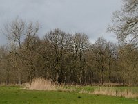 NL, Noord-Brabant, Oirschot, De Woekens 14, Saxifraga-Jan van der Straaten